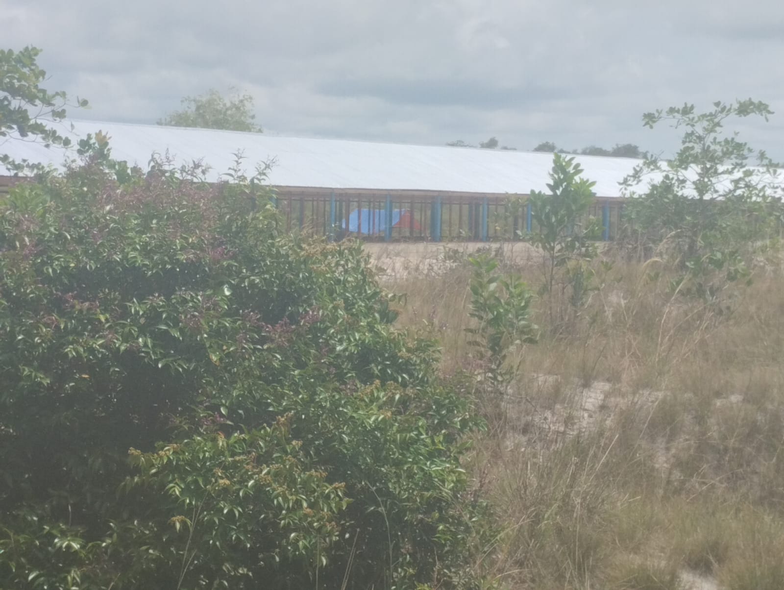 Kandang ayam dalam kawasan hutan